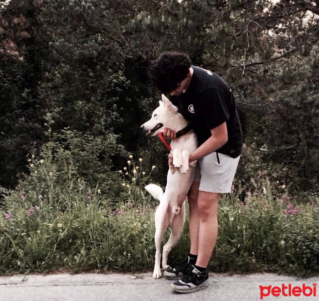 Sibirya Kurdu (Husky), Köpek  Totora  fotoğrafı