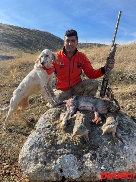 İngiliz Setter, Köpek  Ruka fotoğrafı