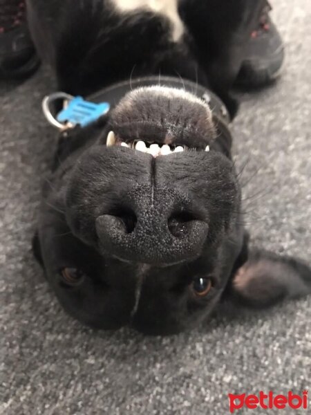 Labrador Retriever, Köpek  ÇİKO fotoğrafı