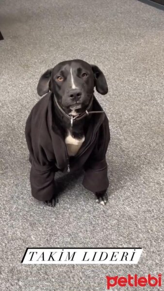 Labrador Retriever, Köpek  ÇİKO fotoğrafı