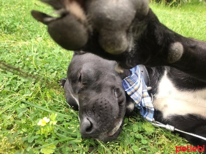 Labrador Retriever, Köpek  ÇİKO fotoğrafı