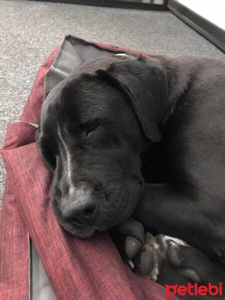 Labrador Retriever, Köpek  ÇİKO fotoğrafı