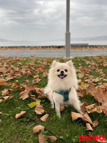 Pomeranyalı, Köpek  Molly fotoğrafı