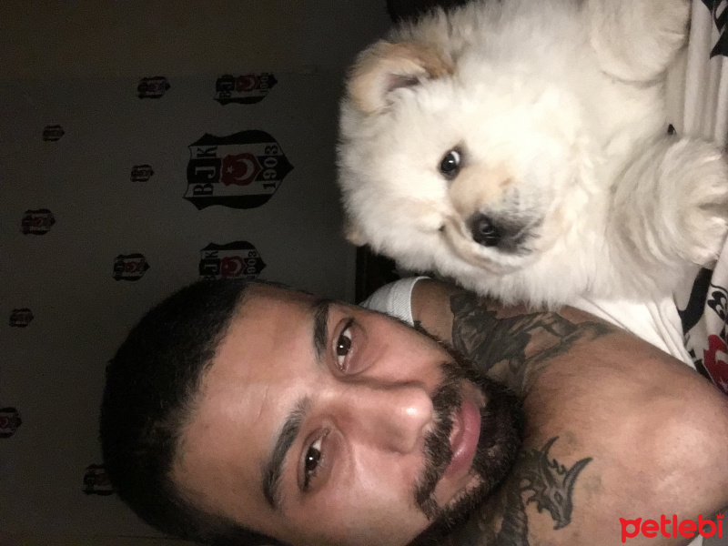 Chow Chow (çin Aslanı), Köpek  Poncik fotoğrafı