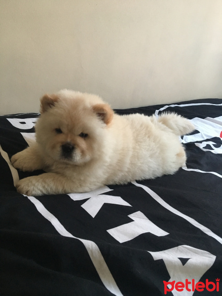 Chow Chow (çin Aslanı), Köpek  Poncik fotoğrafı