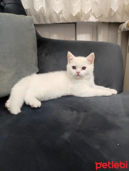 British Shorthair, Kedi  Pamuk fotoğrafı