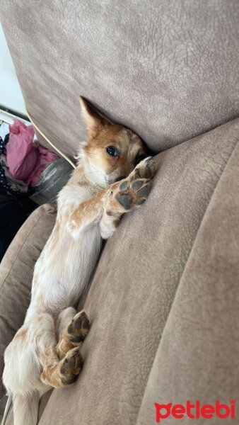 Jack Russell Terrier, Köpek  TARÇIN fotoğrafı