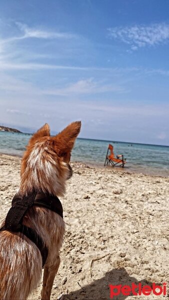 Jack Russell Terrier, Köpek  TARÇIN fotoğrafı