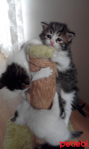 Tekir Kedi, Kedi  Minnoşlar fotoğrafı