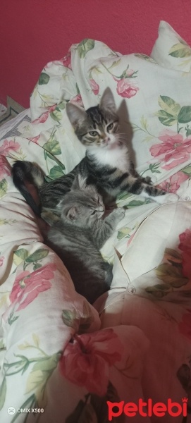 British Shorthair, Kedi  Bulut fotoğrafı