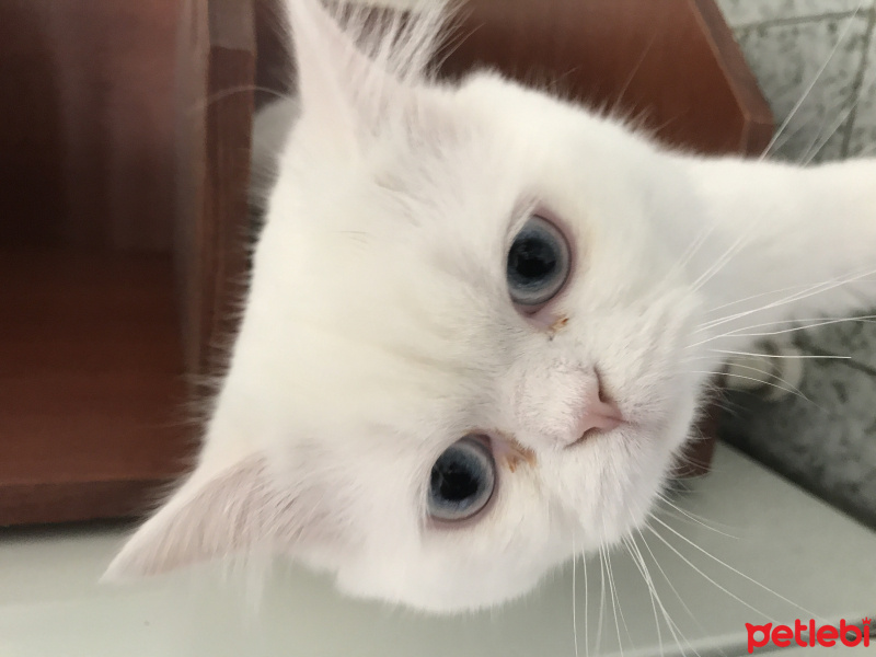 İran Kedisi (Persian), Kedi  Maviş fotoğrafı