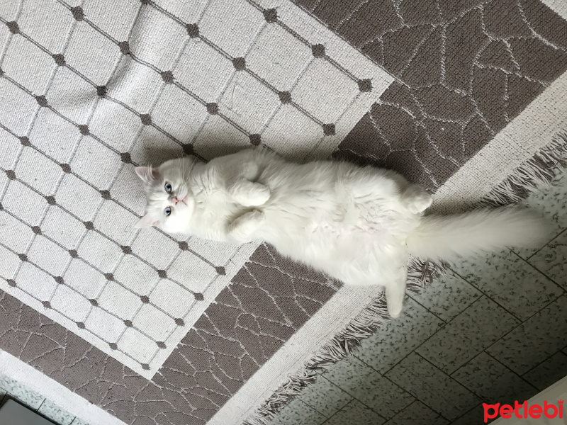 İran Kedisi (Persian), Kedi  Maviş fotoğrafı
