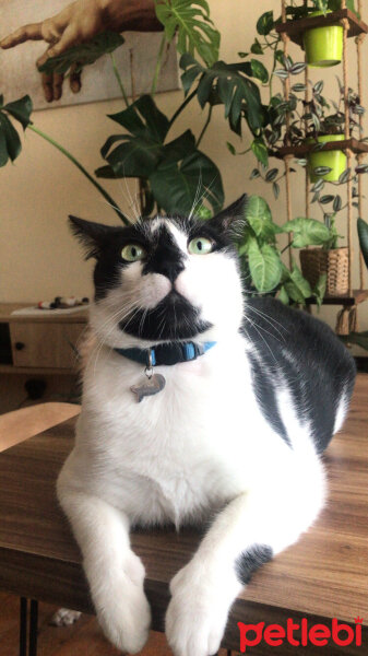 Tuxedo (Smokin) Kedi, Kedi  Ryuk fotoğrafı