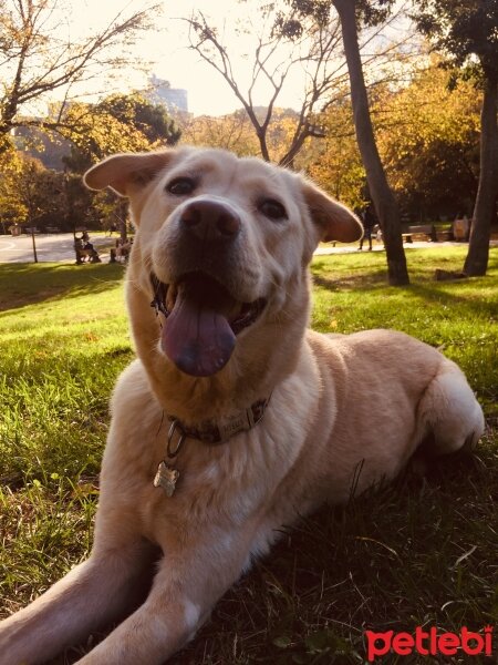 Labrador Retriever, Köpek  Risus fotoğrafı