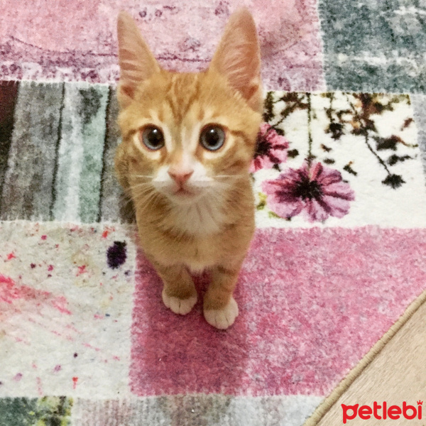 Tekir Kedi, Kedi  Leo fotoğrafı