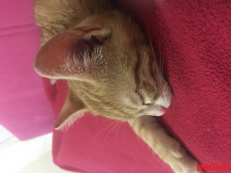 Tekir Kedi, Kedi  Leo fotoğrafı