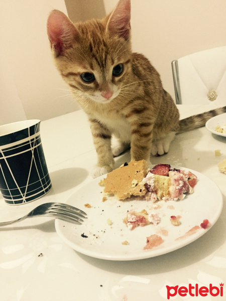 Tekir Kedi, Kedi  Leo fotoğrafı