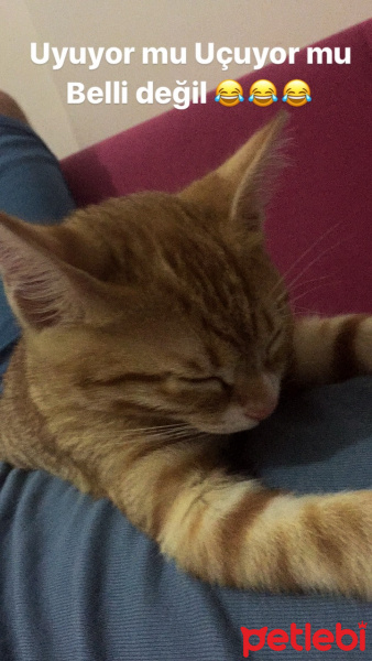 Tekir Kedi, Kedi  Leo fotoğrafı