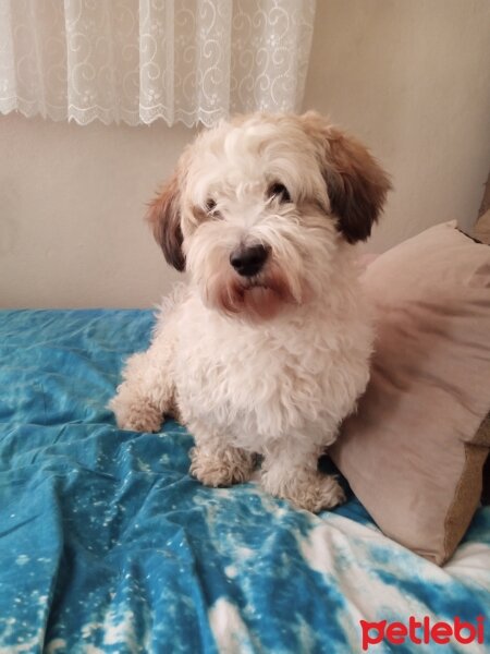 Maltese, Köpek  Bella fotoğrafı