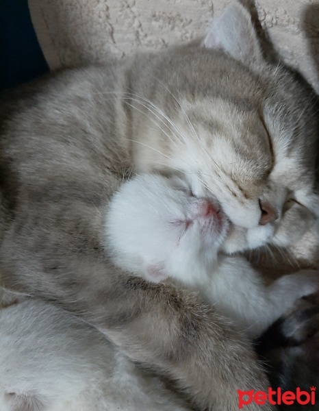 Scottish Fold, Kedi  Latte fotoğrafı