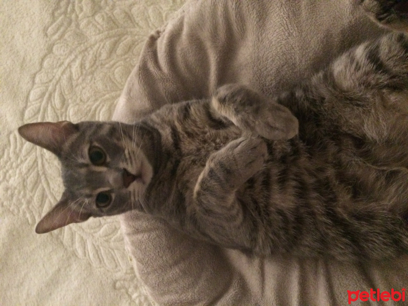 Tekir Kedi, Kedi  Pati fotoğrafı
