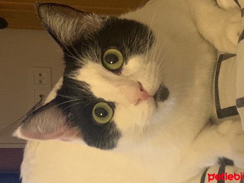 Tuxedo (Smokin) Kedi, Kedi  Minnoş fotoğrafı