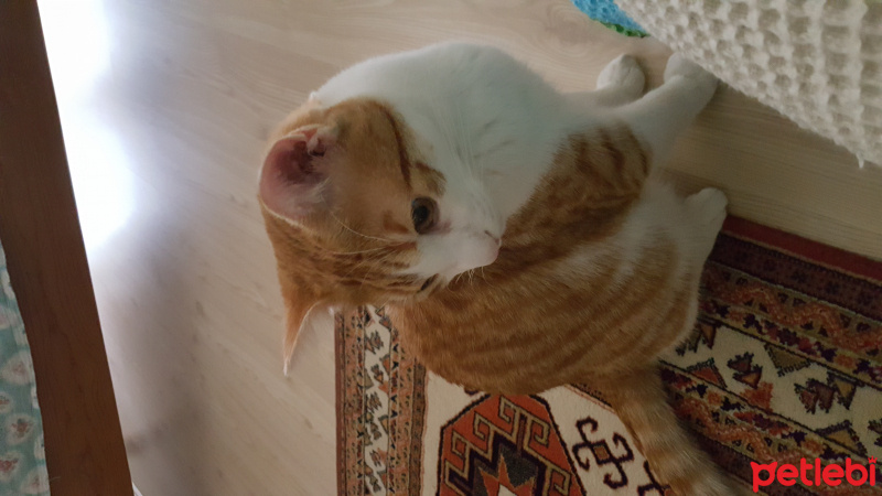 Tekir Kedi, Kedi  Can fotoğrafı