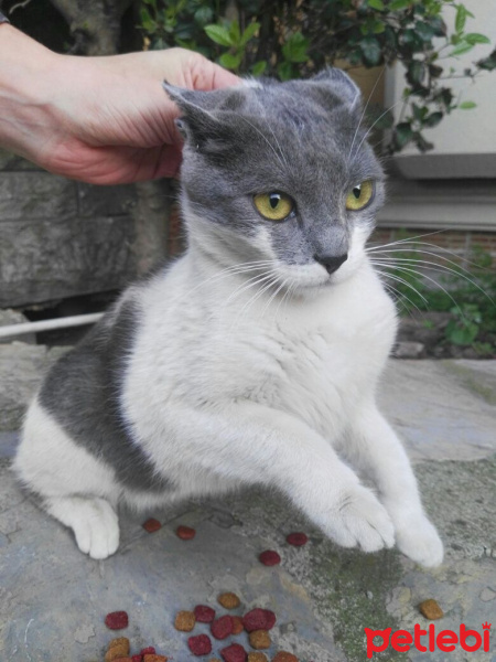 Tekir Kedi, Kedi  Hera fotoğrafı