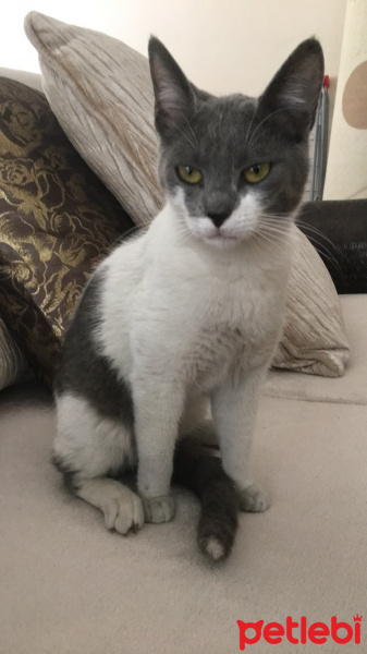 Tekir Kedi, Kedi  Hera fotoğrafı
