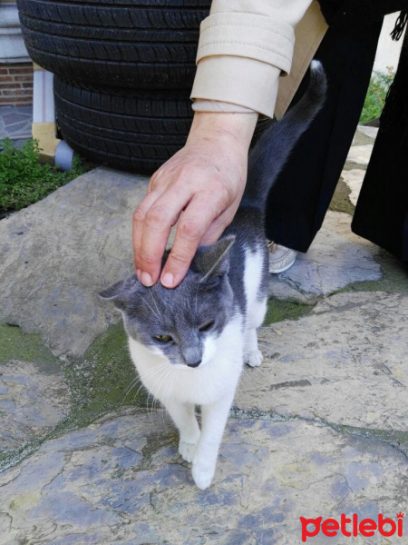 Tekir Kedi, Kedi  Hera fotoğrafı