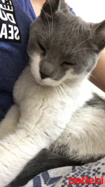 Tekir Kedi, Kedi  Hera fotoğrafı