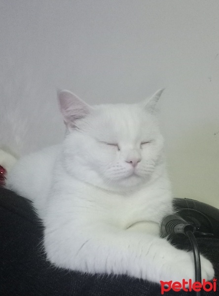 British Shorthair, Kedi  PaMuK fotoğrafı