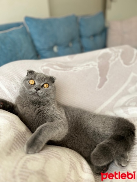 Scottish Fold, Kedi  Paşa fotoğrafı
