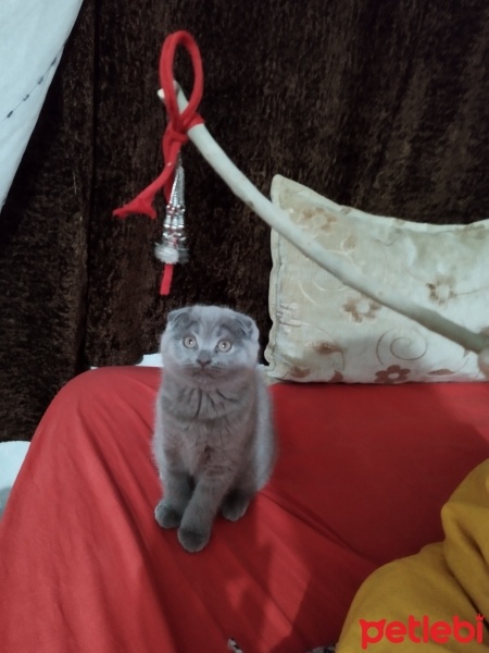 Scottish Fold, Kedi  Lila fotoğrafı