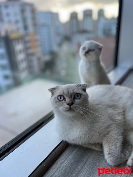 Scottish Fold, Kedi  Lina fotoğrafı