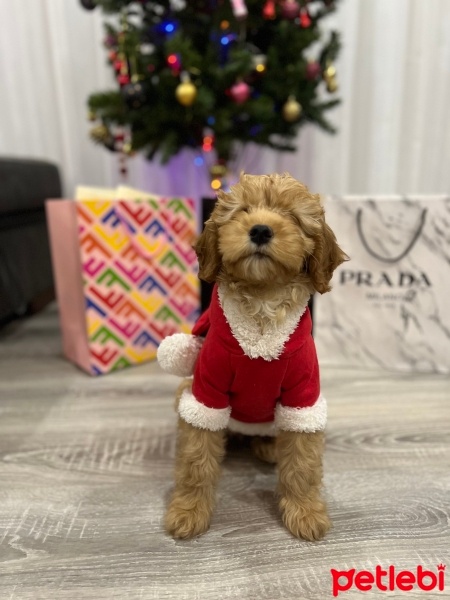 Poodle(Standart Kaniş), Köpek  Carmen fotoğrafı