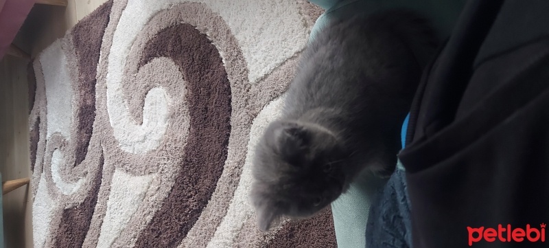 British Shorthair, Kedi  Yumak fotoğrafı