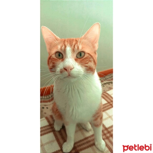 Tekir Kedi, Kedi  Balım fotoğrafı
