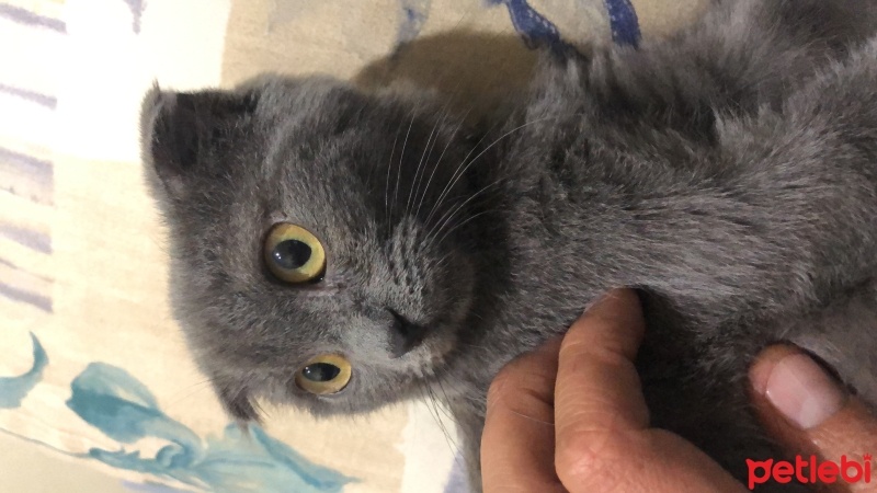 Scottish Fold, Kedi  Mia fotoğrafı