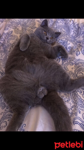 British Shorthair, Kedi  Simith fotoğrafı