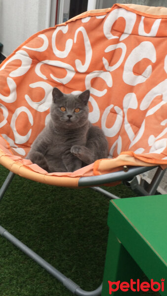 British Shorthair, Kedi  Simith fotoğrafı