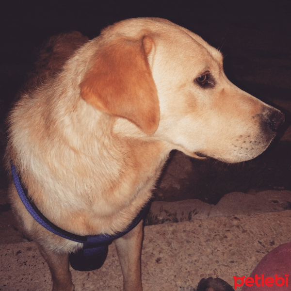 Labrador Retriever, Köpek  Atlas fotoğrafı