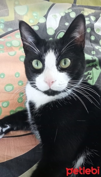 Tuxedo (Smokin) Kedi, Kedi  Zeytin fotoğrafı