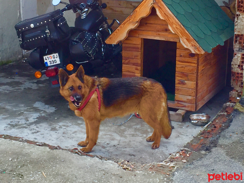 Alman Çoban Köpeği, Köpek  Şans fotoğrafı