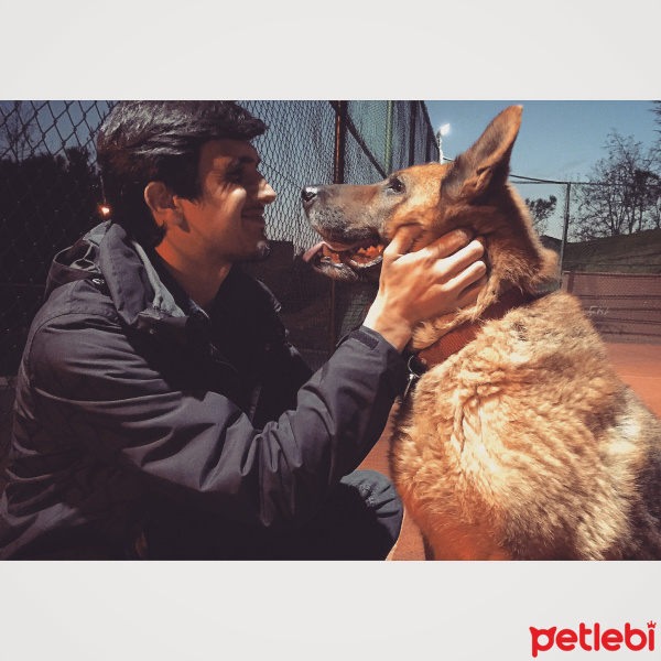 Alman Çoban Köpeği, Köpek  Şans fotoğrafı