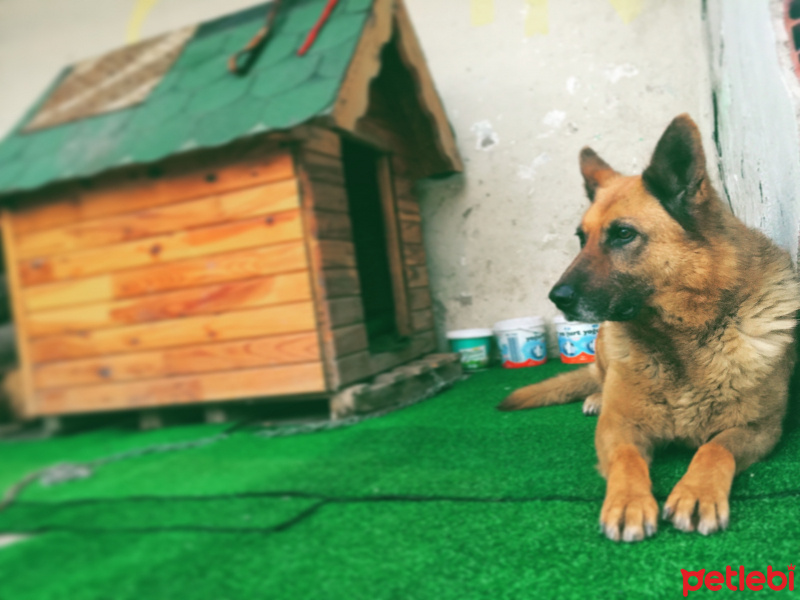 Alman Çoban Köpeği, Köpek  Şans fotoğrafı