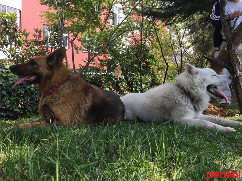Alman Çoban Köpeği, Köpek  Şans fotoğrafı