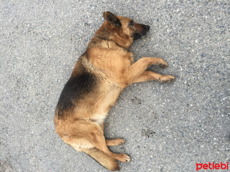 Alman Çoban Köpeği, Köpek  Şans fotoğrafı