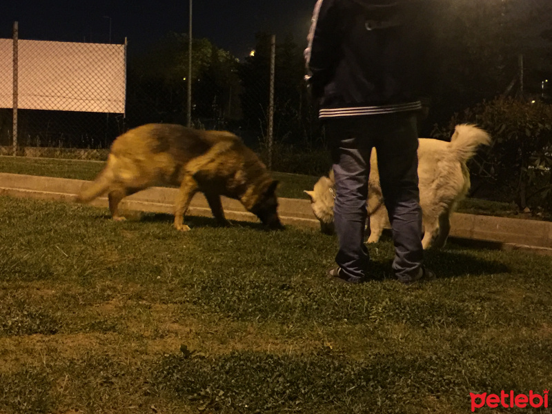 Alman Çoban Köpeği, Köpek  Şans fotoğrafı