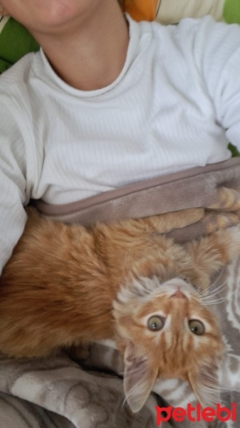 Sarman, Kedi  Şanslı fotoğrafı